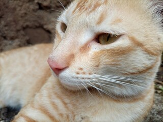 Close-up of ginger tabby cat face with detailed fur © Dipak