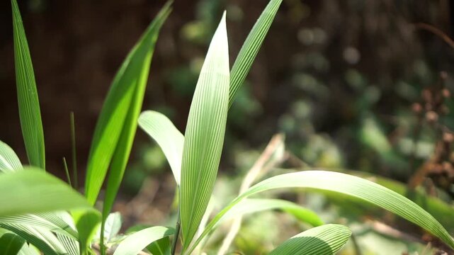 Detailed ornamental plant with long, pointed light green leaves in a lush rural garden.