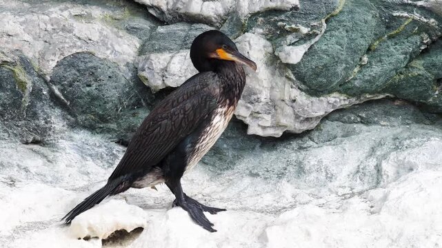 View of a cormorant standing on rocky terrain with dark feathers and a yellow patch near its beak in Valldal, More og Romsdal, Norway.