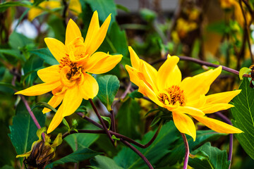Obraz premium Two Yellow Dahlia Flowers, Close-Up