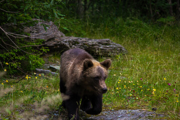 brown bear cub walking through woods © Noah