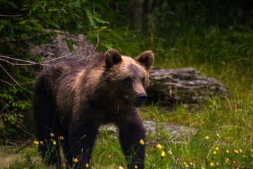 brown bear in the forest © Noah