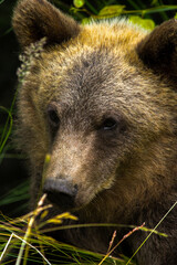 brown bear cub close up portrait © Noah