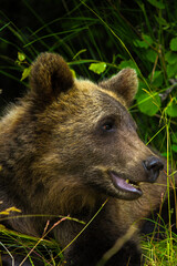 brown bear cub portrait © Noah