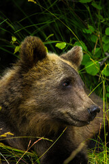 brown bear cub portrait © Noah