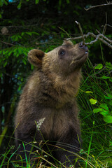 curious brown bear cub smells branch  © Noah