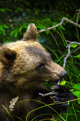 curious brown bear cub chews branch  © Noah