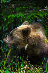 brown bear cub © Noah