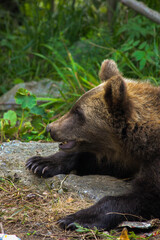 brown bear cub claws and mouth visible © Noah
