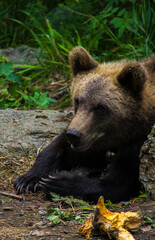 brown bear cub staring © Noah
