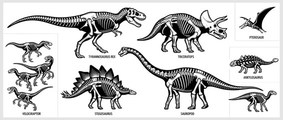 Collection of Dinosaur Skeletons Isolated on Transparent Background © cokroa