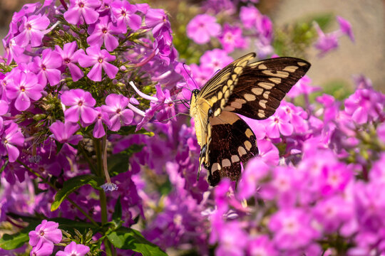 Swallowtail Butterfly Wing Detail on Phlox