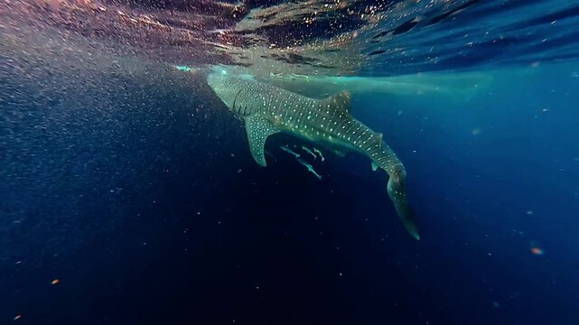 View of a large whale shark with distinctive white spots swimming gracefully through the deep blue ocean waters of Indonesia.