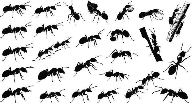 Ant silhouette vector insect character set, crawling colony wildlife bugs graphic illustrations