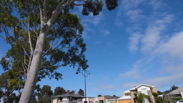 Looking up past an eucalyptus gum tree toward modern suburban houses and a street lamp under a blue sky in Melbourne, Victoria, Australia. Copy space for design.