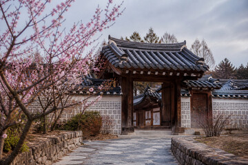 Fototapeta premium Spring plum blossoms at a traditional Korean hanok gate
