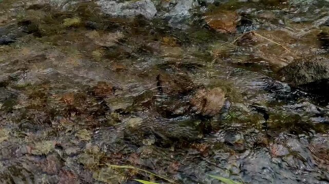 Shallow stream flowing over dark wet stones with earthy natural textures, detailed freshwater background ideal for ecology, river landscapes, outdoor, and environmental footage.