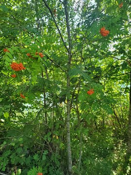Junge Eberesche mit Beeren