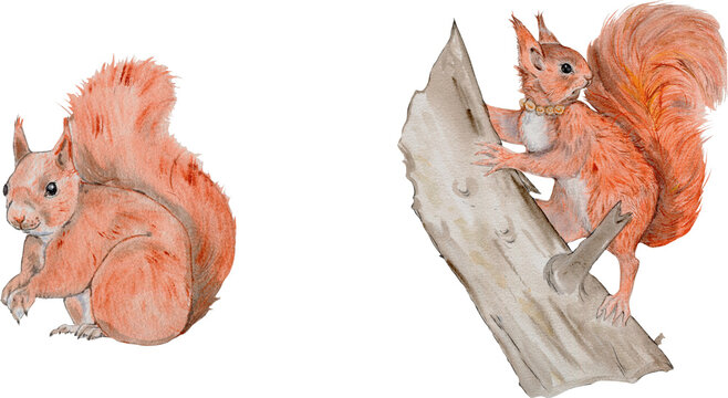 A beautiful watercolor squirrel on a white background; suitable for New Year's cards and greeting cards.A beautiful watercolor composition featuring a squirrel sitting on a dead tree; the squirrel is 