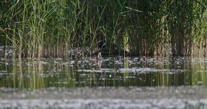 Great crested grebe male swimming with nest material twigs in beak towards nest in reeds with female incubating eggs slow motion