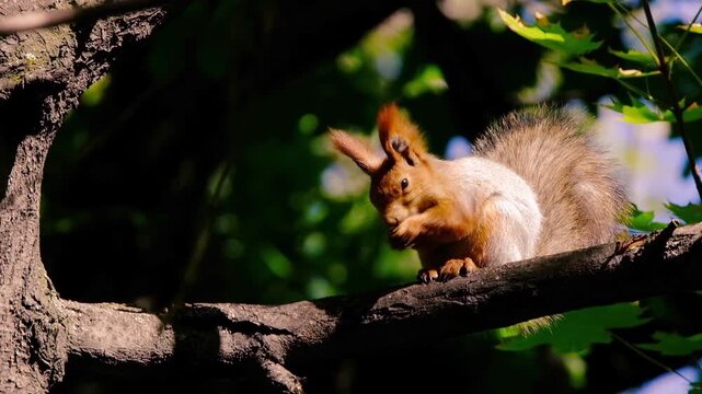 A red squirrel sitting on a tree branch and eating a nut in a sunny autumn park. Wild animal wildlife concept suitable for environmental campaigns, nature blogging, and commercial background.