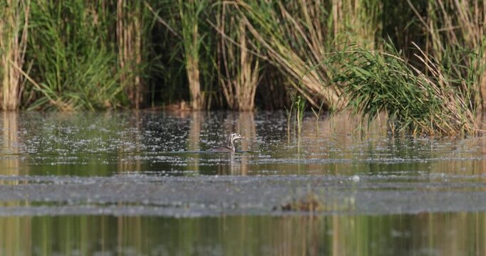 Great crested grebe chick swimming near reed bed on calm lake with floating poplar fluff in golden hour sunset light slow motion