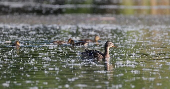 Mallard female with ducklings swimming and feeding on seeds among floating poplar fluff on calm lake surface at sunset slow motion