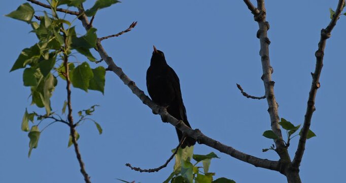 Eurasian blackbird male perched on tree branch swaying in wind against clear blue sky low angle view slow motion