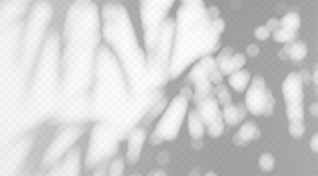 Abstract blurred palm shadow overlay with dappled light texture on white background.