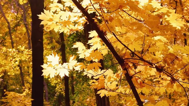 Bright yellow maple leaves illuminated by sunlight on tree branches in an autumn forest. Seasonal nature backdrop ideal for video background, commercial advertising, and copy space templates.