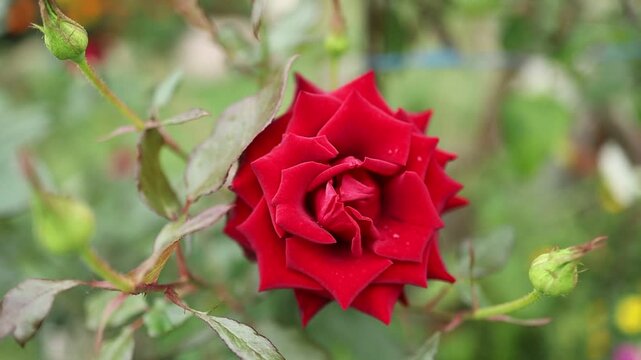 Beautiful red roses bloom in a garden