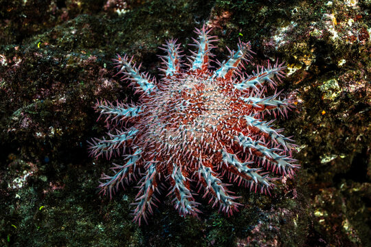 Crown-of-thorns starfish on the reef at Socorro Island, Mexico