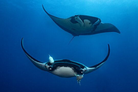 Giant oceanic manta rays at cleaning station in Mexico