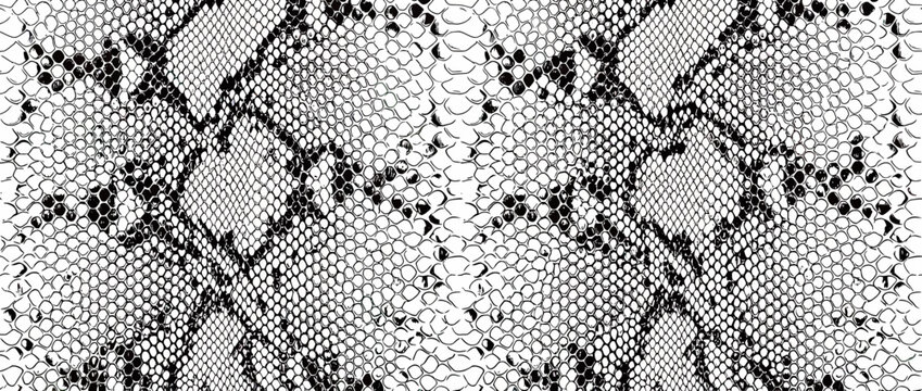 Black and White Snake Skin Pattern Texture Isolated
