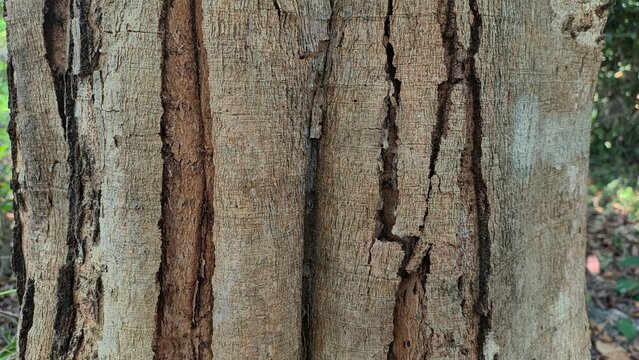 tree bark texture