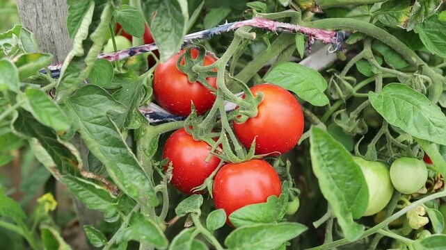 Growing ripe tomatoes in a garden