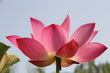 Obraz premium Beautiful summer lotus flowers with white and red petals and green leaves.