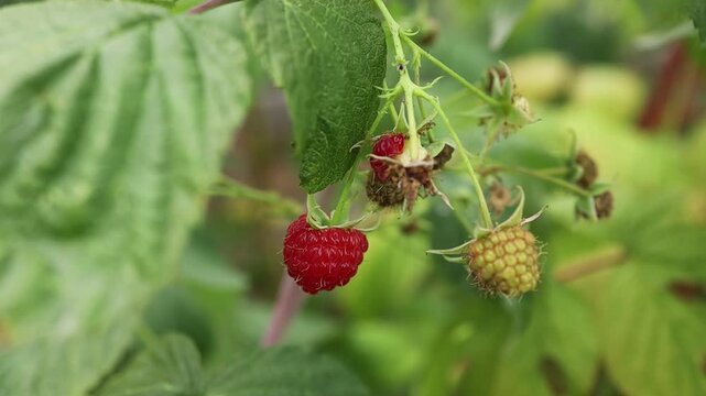 Summer raspberry gardening