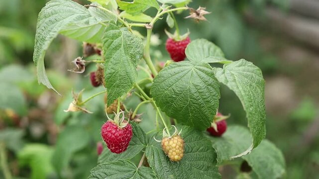 Raspberry picking at a local farm in late summer