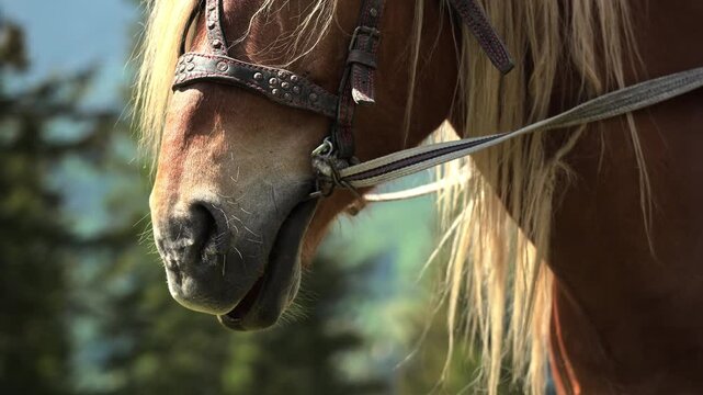 Detailed portrait of a bridled horse with a long blond mane outdoors, Equestrian lifestyle combines recreation travel and human animal connection
