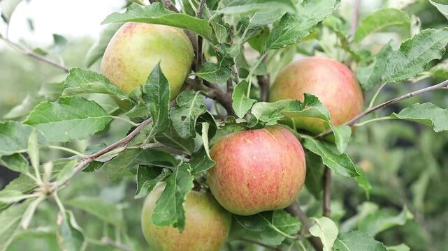 Growing apples in a farm during summer