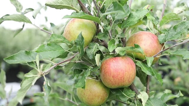 Growing apples in a farm orchard during summer