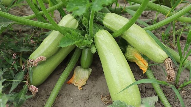 Gardening and harvesting zucchinis in a garden
