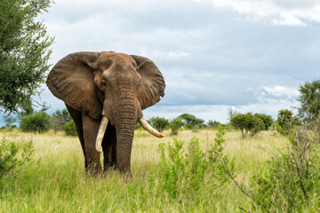 Fototapeta premium Elephant bull searching for food and water in the Kruger National Park in South Africa