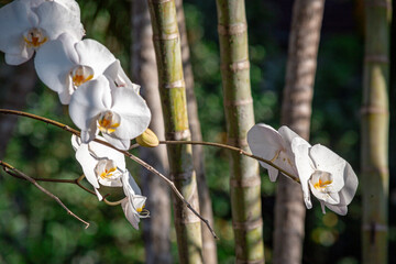Orquídea branca brasileira (Phalaenopsis) © bilcayres