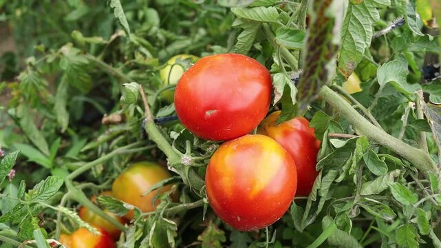 Growing tomatoes in a garden