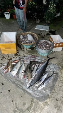 fish caught by fishermen