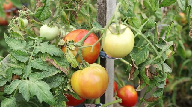 Growing tomatoes in a home garden during summer