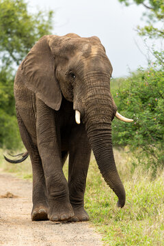 Elephant bull searching for food and water in the Kruger National Park in South Africa