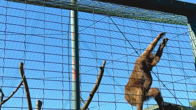 Monkey climbs along wire mesh fence inside zoo enclosure. Animal captivity and primate behavior concept. Zoo Zlin